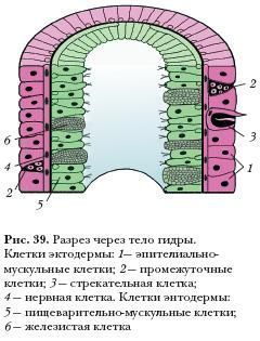 Кракен наркомаркетплейс